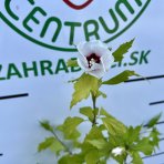 Ibištek sýrsky (Hibiscus syriacus) ´MONSTROSUS´ – výška 110-130 cm, kont. C5L 